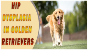 Hip Dysplasia In Golden Retrievers: Symptoms & Treatment