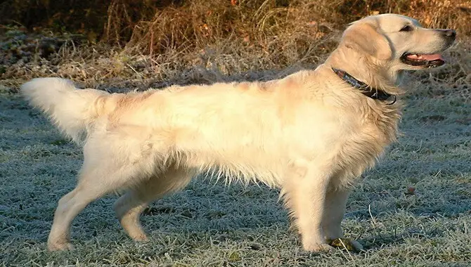 History Of The Golden Retriever Breed