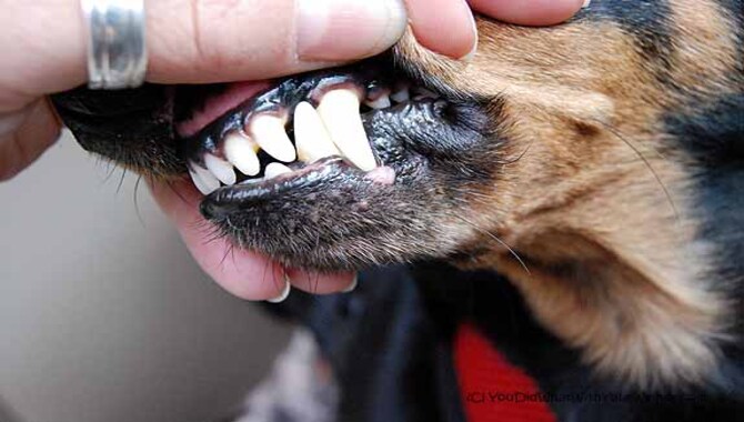 Home Remedies For Softening Dog's Tartar
