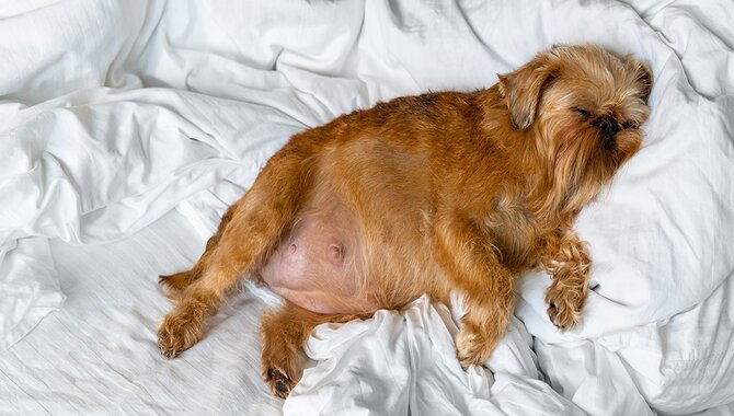 How Can I Tell If My Golden Retriever Is Pregnant