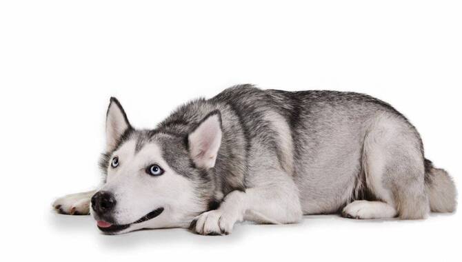 How Can You Extend The Lifespan Of A Husky?
