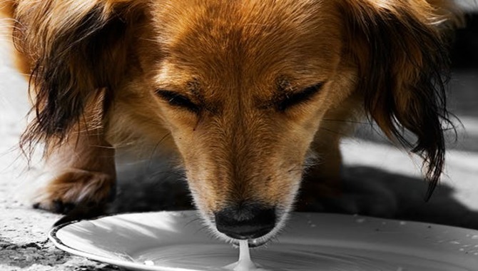 How Can You Tell If Your Puppy Is Lactose Intolerant