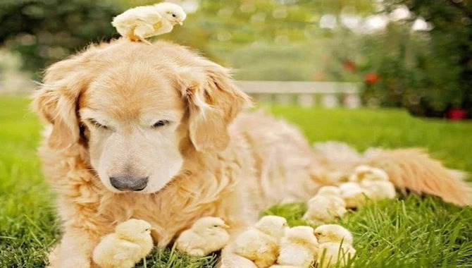 How Do Golden Retrievers Do With Chickens