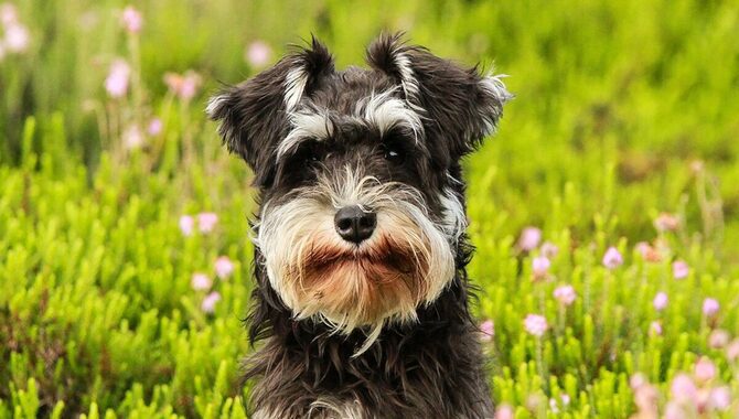 How Do I Stop My Schnauzer From Shedding?