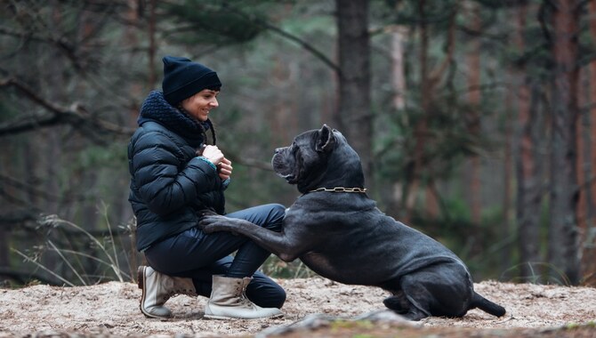 How Does A Cane Corso React To Strangers