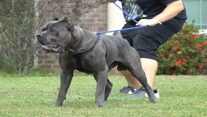 How Does A Cane Corso React To Strangers