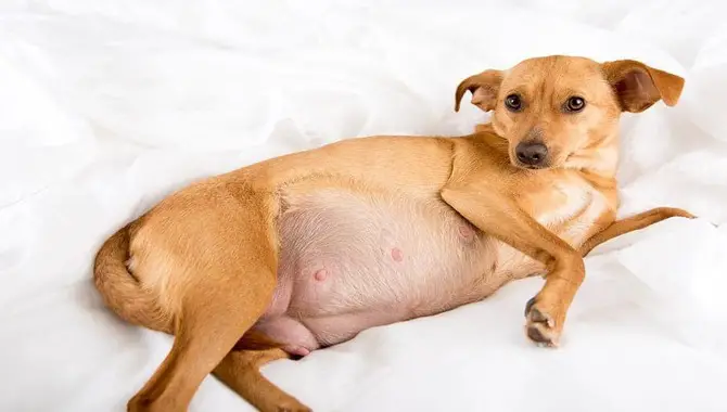 How Does A Flea Infestation Affect A Pregnant Dog?