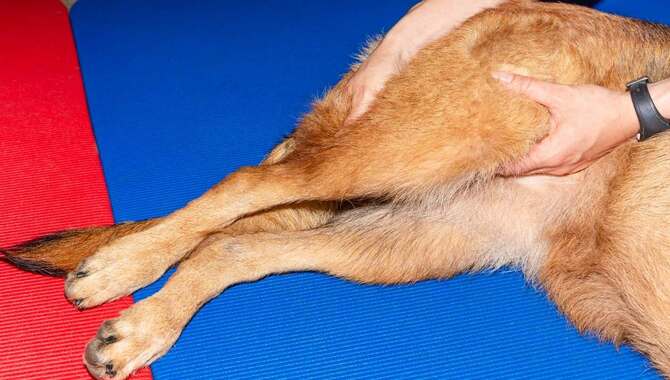 How Does One Treat Hip Dysplasia In A Golden Retriever?