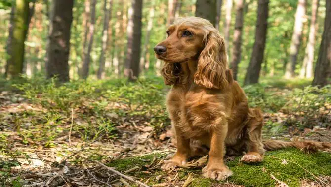 How Does The Temperament Of A Cocker Spaniel Affect Its Behavior