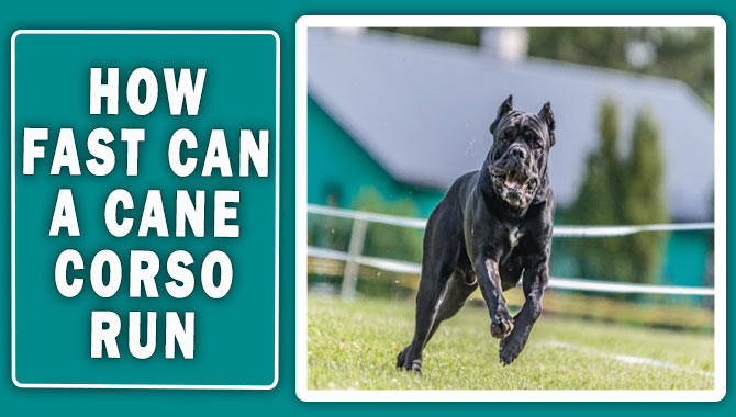 How Fast Can A Cane Corso Run