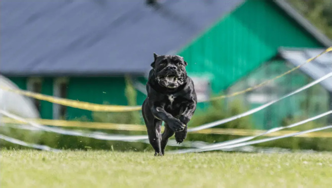 How Fast Can A Cane Corso Run