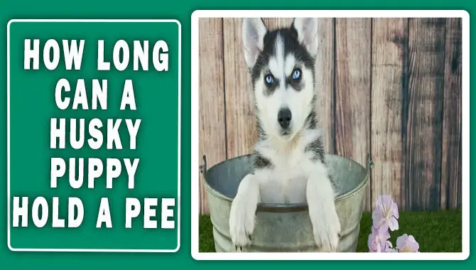 How Long Can A Husky Puppy Hold A Pee