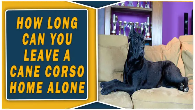 How Long Can You Leave A Cane Corso Home Alone