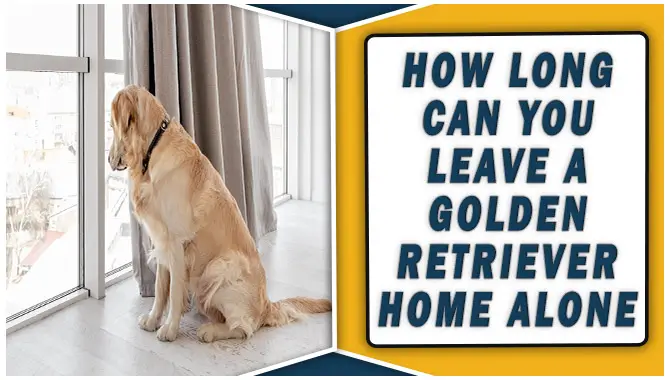 How Long Can You Leave A Golden Retriever Home AloneHow Long Can You Leave A Golden Retriever Home Alone