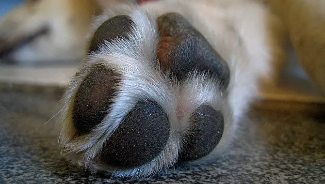 How Long Do Dog Paw Wounds Take To Heal?