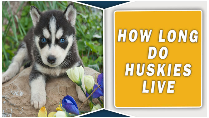 How Long Do Huskies Live