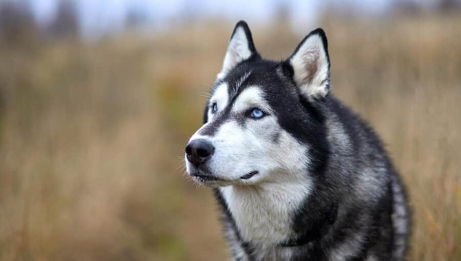 How Long Do Huskies Shed?