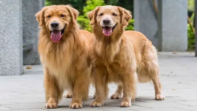 How Long Does A Golden Retriever Stay In Heat (Heat Cycles Explained)