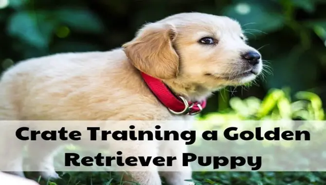 How Long Does It Take To Crate Train A Golden Retriever Puppy (Explained)