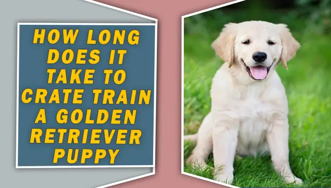 How Long Does It Take To Crate Train A Golden Retriever Puppy