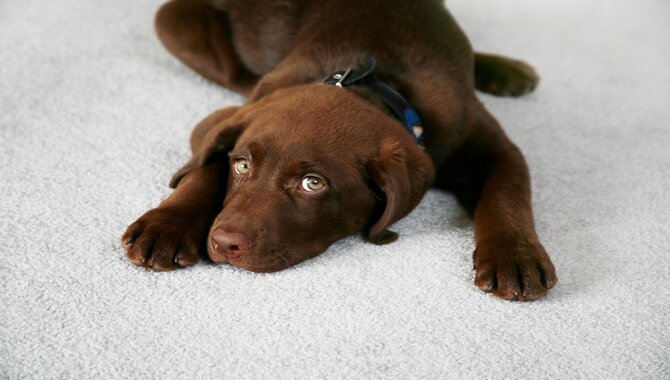 How Long Does It Take To Get Rid Of Dog Poop From The Carpet
