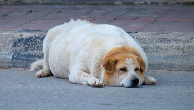 How Long Is A Golden Retriever Pregnant