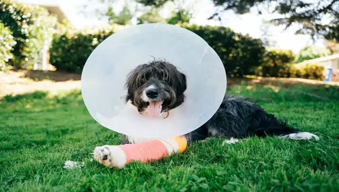 How Long Should A Husky Wear A Cone After Neutering