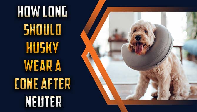 How Long Should Husky Wear A Cone After Neuter