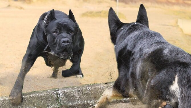 How Loud Do Cane Corsos Bark