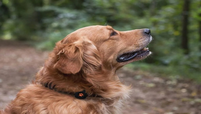 How Many Exercises Do Golden Retrievers Need?