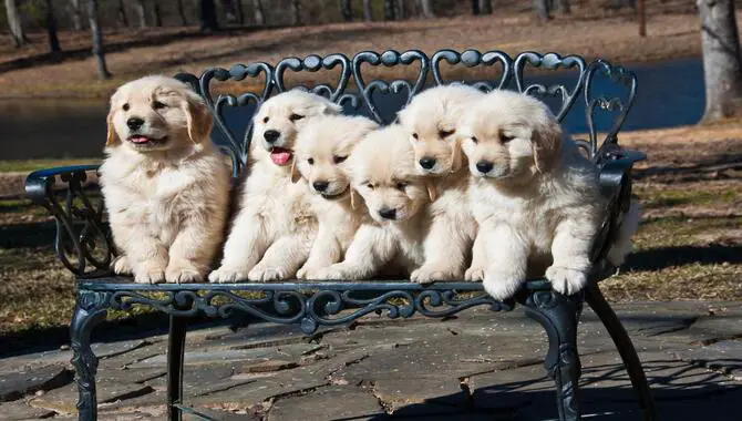 How Many Puppies Do Golden Retrievers Have