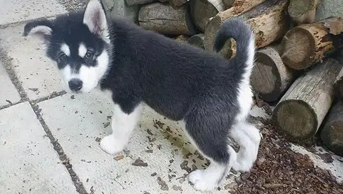 How Many Times A Day Should A Husky Puppy Be Taken Out To Pee