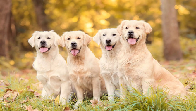 How Many Types Of Golden Retrievers And Their Colors