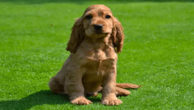 How Much Does It Cost To Train A Cocker Spaniel