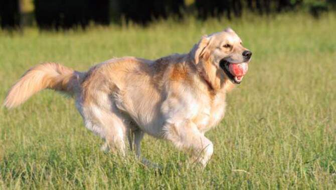 How Much Exercise Does A Golden Retriever Need?