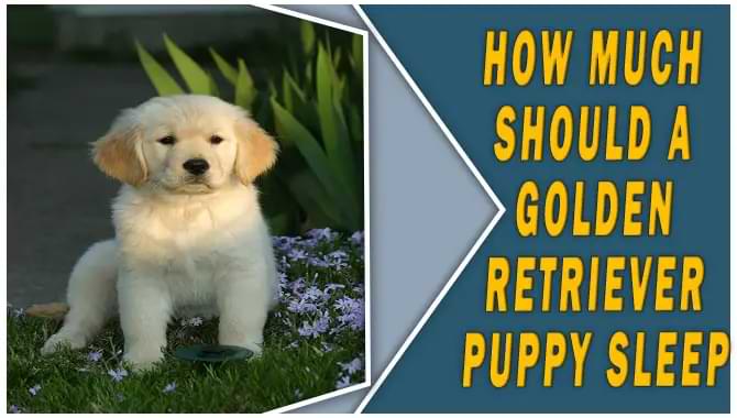 How Much Should a Golden Retriever Puppy Sleep A Complete Guide