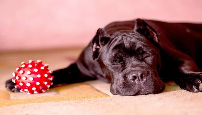 How Much Sleep Does A Cane Corso Need?