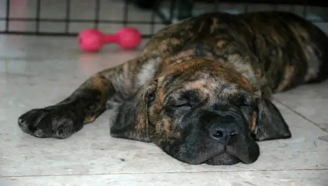 How Much Sleep Does A Cane Corso Puppy Need?