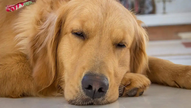 How Much Sleep Your Golden Retriever Puppy Needs