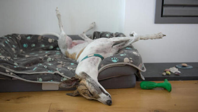 How Much Space Does A Dog Need Indoors And Outdoors?