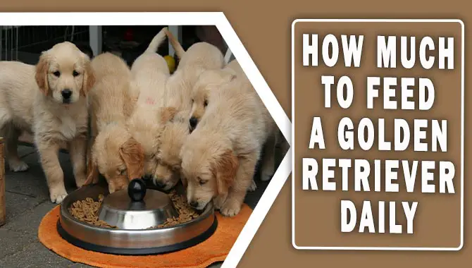How Much To Feed A Golden Retriever Daily