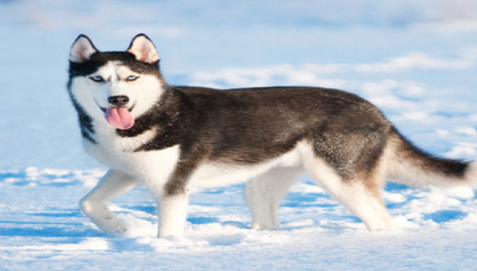 How Often Should You Clean A Husky's Ears