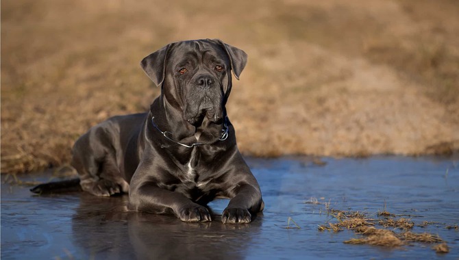 How Shedding And Allergens Differ Between Dog Breeds