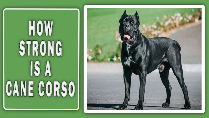 How Strong Is A Cane Corso