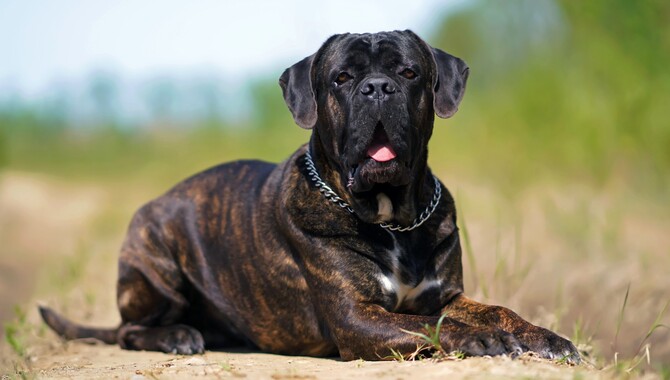 How To A Cane Corso Be A Service Dog