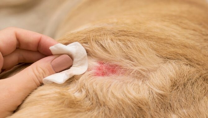 How To Apply Neosporin On Dogs
