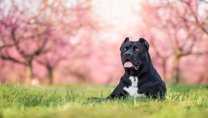 How To Assess The Quality Of A Prospective Cane Corso Breeder