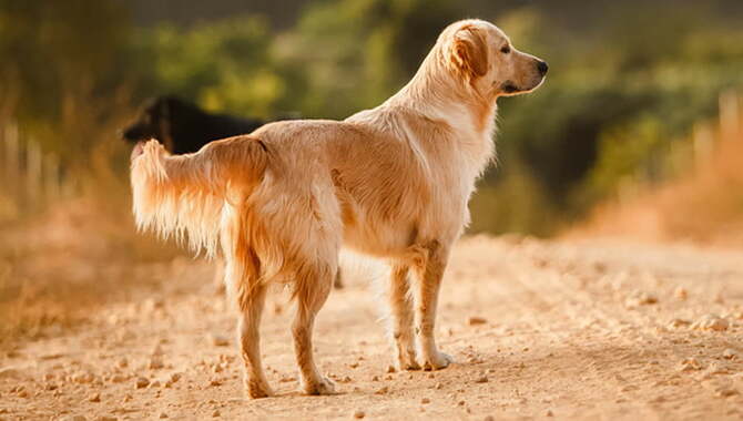 How To Care For A Golden Retriever With A Different Color?