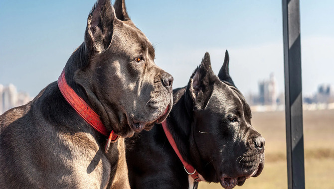 When Should You Crop A Cane Corso’s Ears? - Actual Reasons!