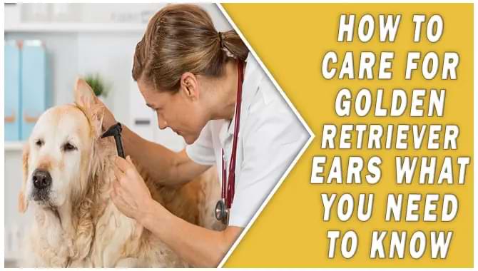 How To Care For Golden Retriever Ears